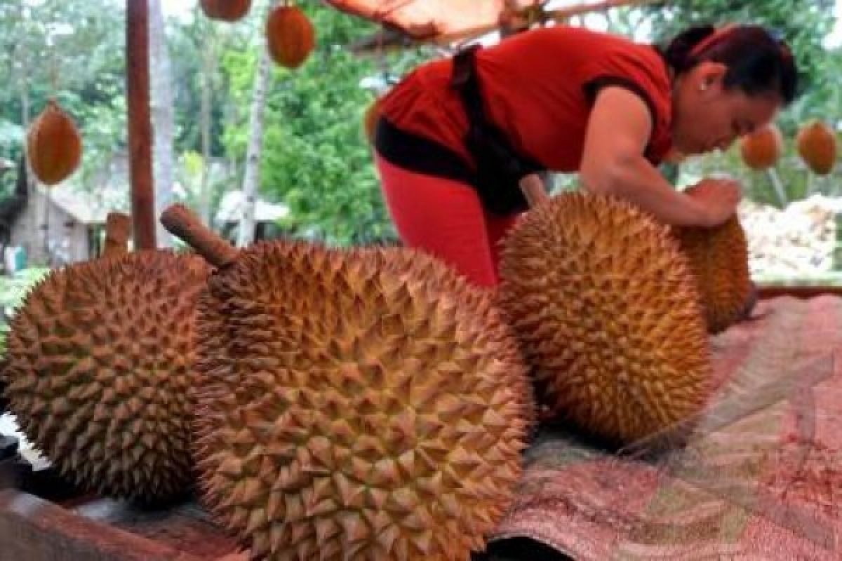 Petani Kembangkan Durian Susu Molek dan Dandang Sariti