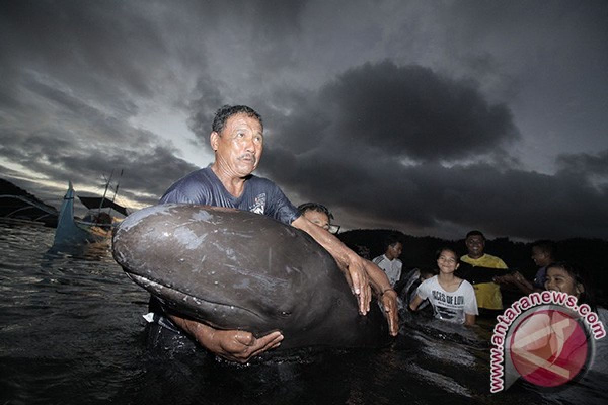 Ikan paus terdampar di Pantai Watu Klotok