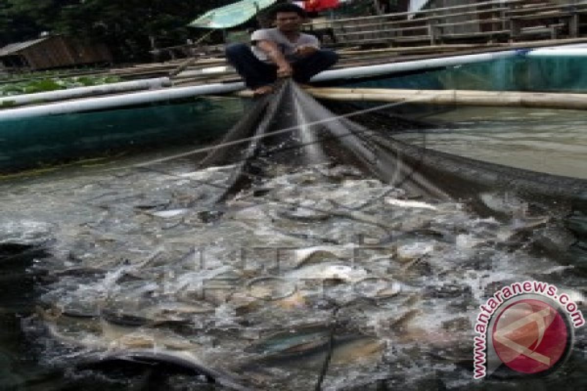 Sarolangun kembangkan produksi ikan air tawar 