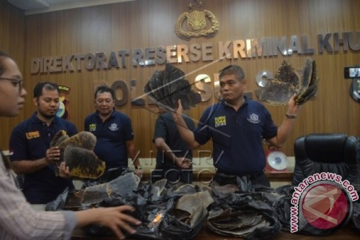 Police Exposes Illegal Sea Turtle Trade Syndicate In Sulawesi