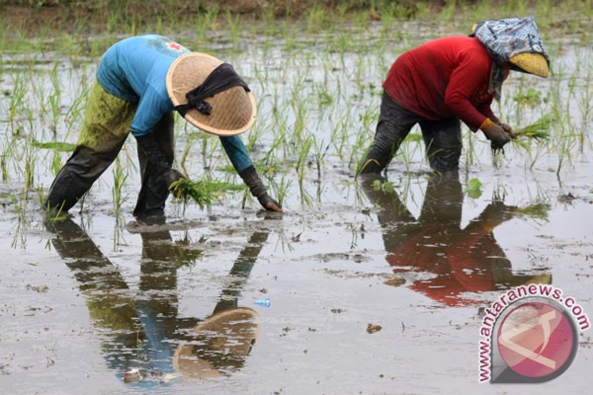 Sumut kembangkan varietas padi Sigambiri Putih dan Merah