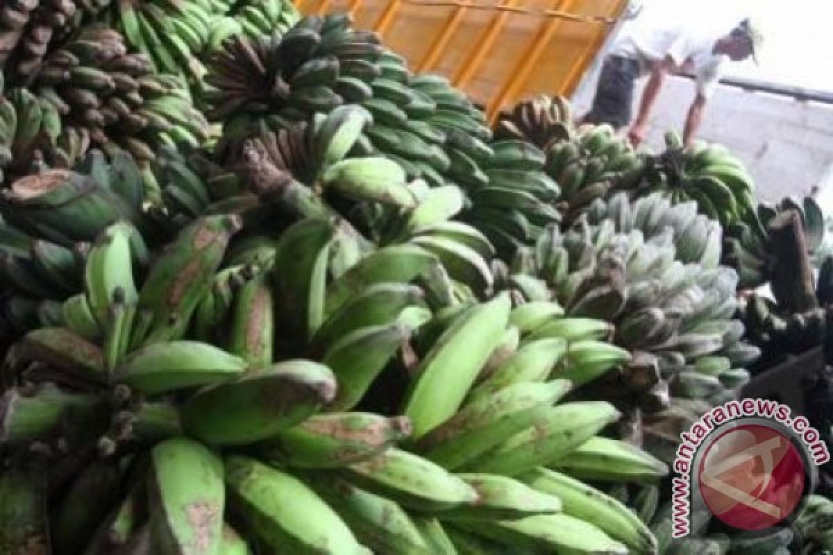  Produksi pisang di Tanjabtim menurun 