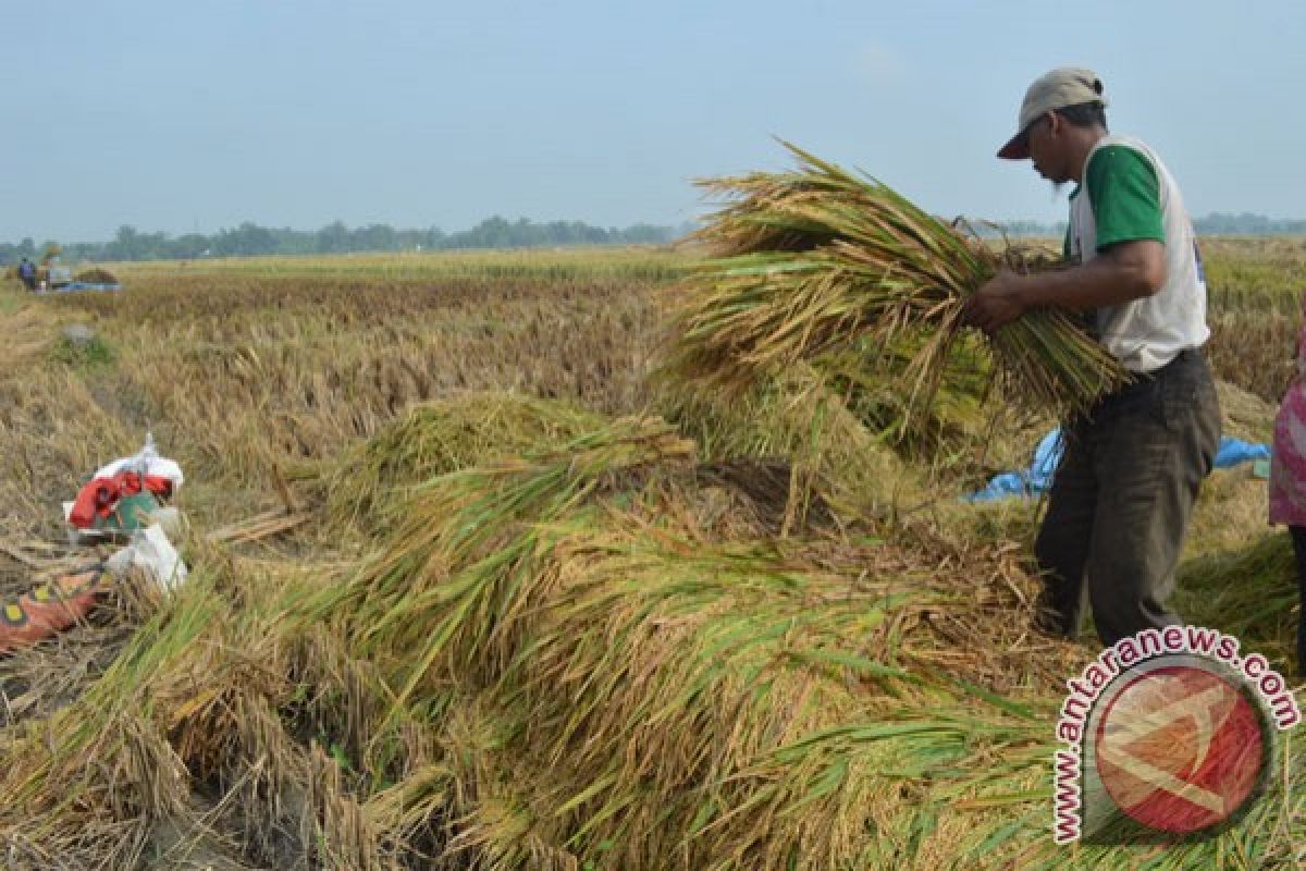 Harga Gabah di Kabupaten Ngawi Turun