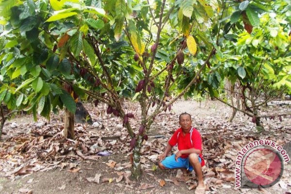 Panen petani kakao di Arso meningkat