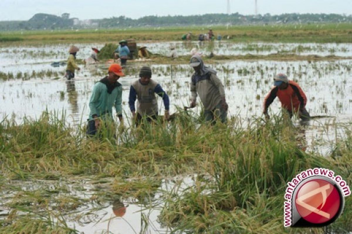 Ratusan hektare sawah Jambi fuso akibat banjir