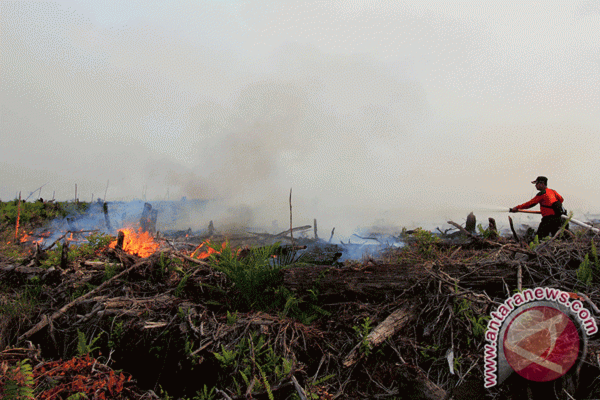 BMKG sebut kabut asap selimuti Dumai