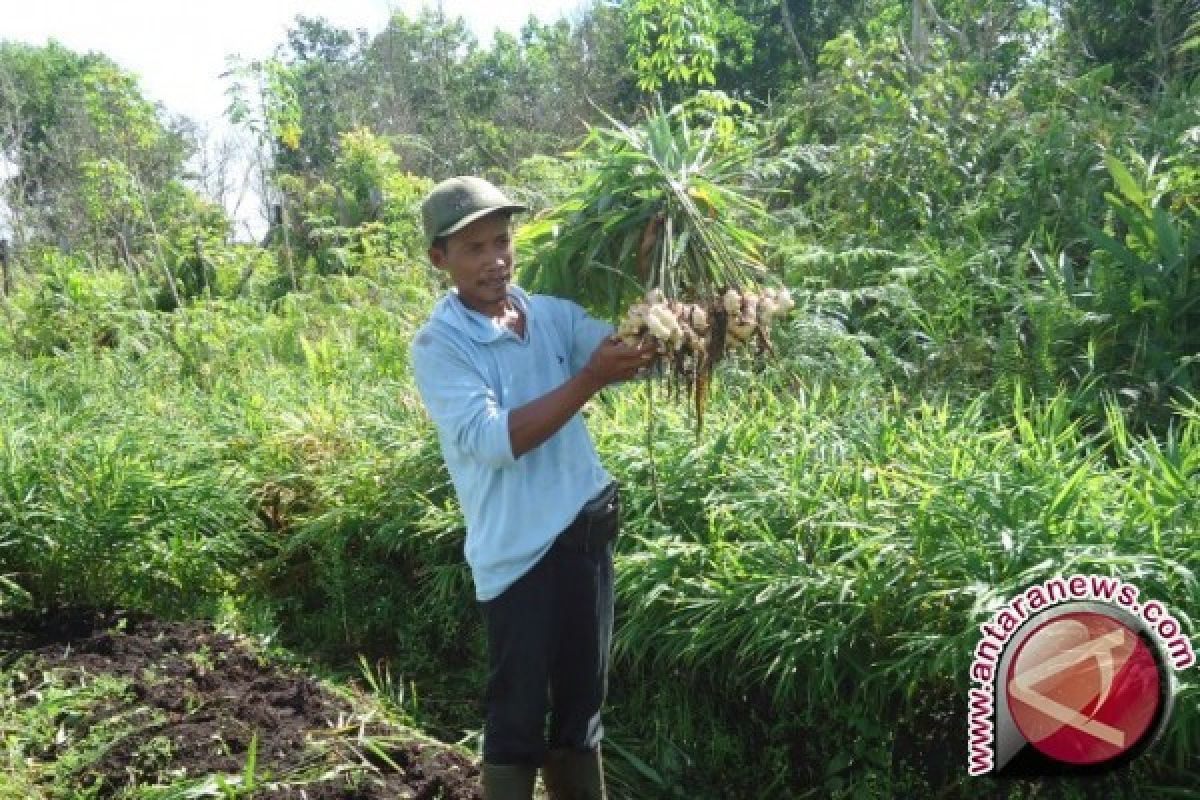 Pasar lesu harga jahe anjlok di Aceh