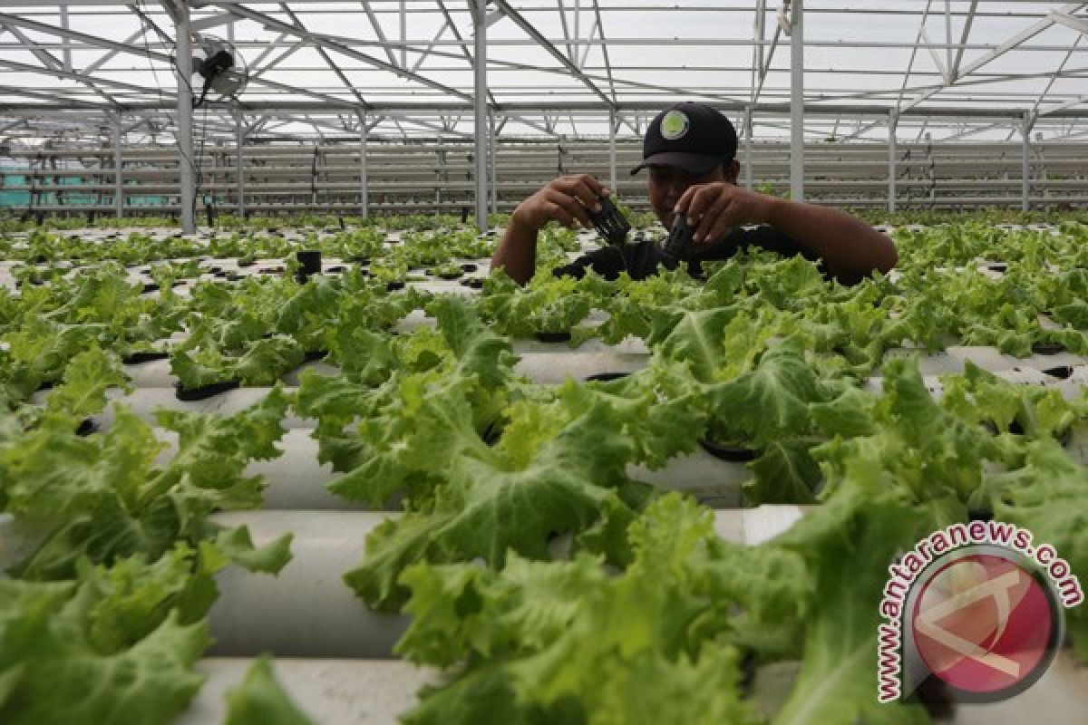 Kementan jamin Indonesia bebas selada berbakteri e.coli