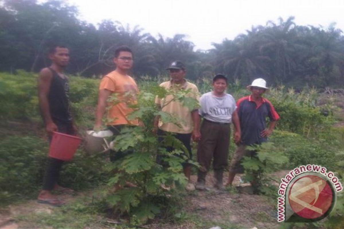 Petani Beralih Ketanaman Hortikultura