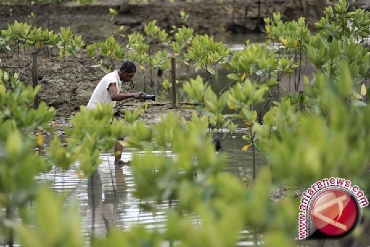 BPSPL Denpasar rehabilitasi hutan mangrove Lombok Barat 