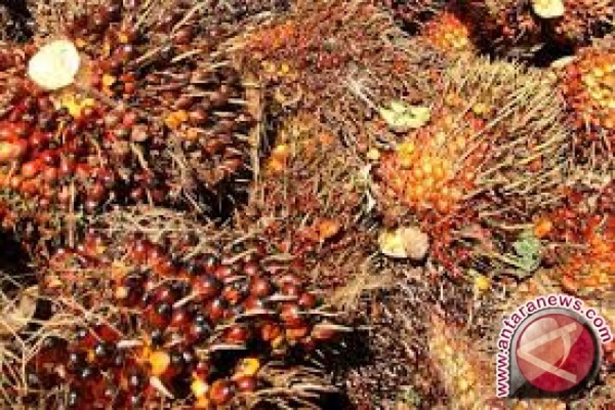 Harga CPO Jambi turun Rp305 per kilogram