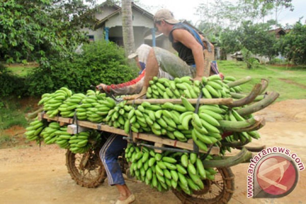 Ada gerakan menanam pisang agung di Lumajang