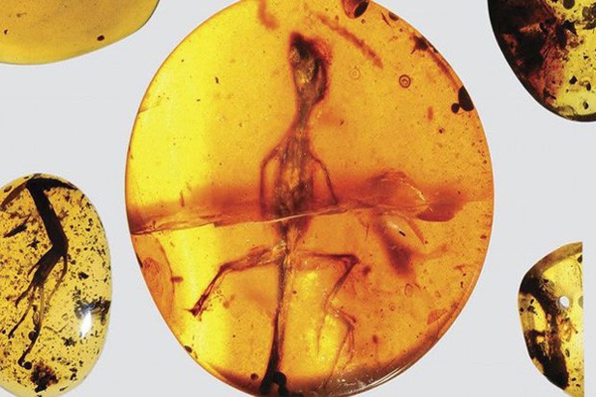 Ditemukan fosil kadal Asia Tenggara berusia 99 juta tahun