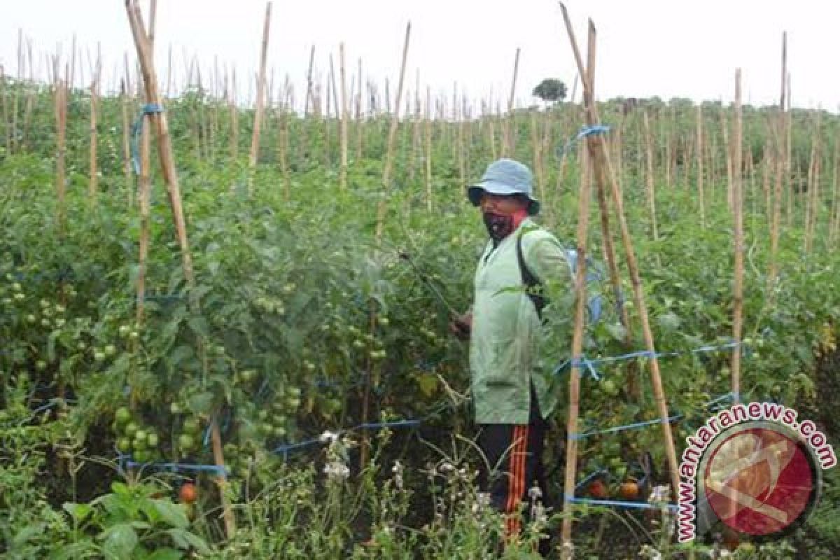 Harga tomat di Kabupaten Rejanglebong naik drastis
