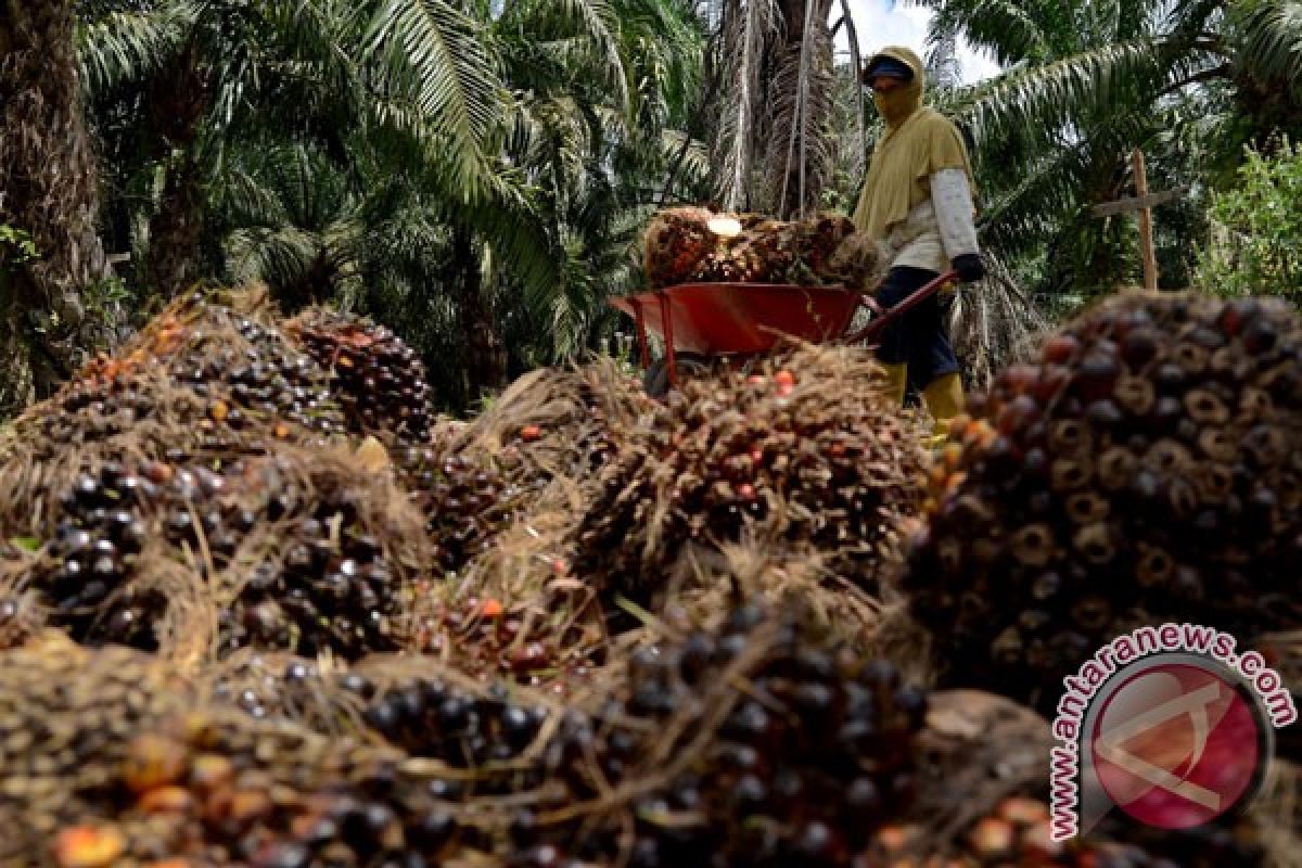 Industri sawit hadapi tantangan berat