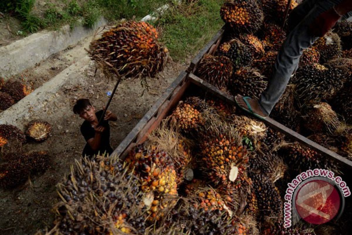 Harga referensi minyak sawit mentah turun