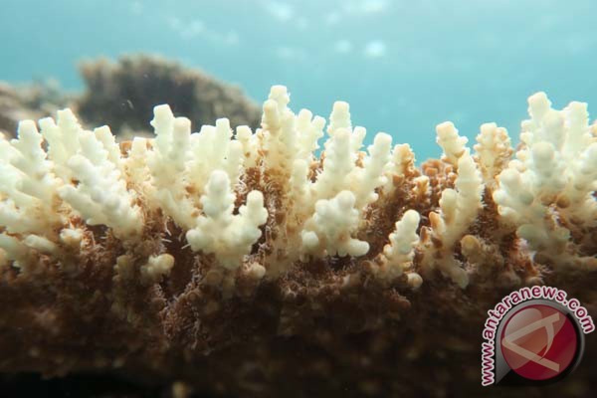 BKI lepas ratusan coral di perairan Kupang