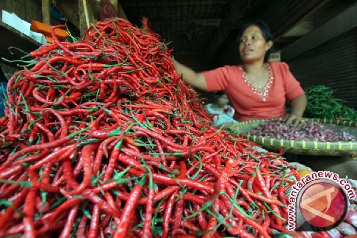 Harga Cabai Rawit di Bangka RP240.000/Kg