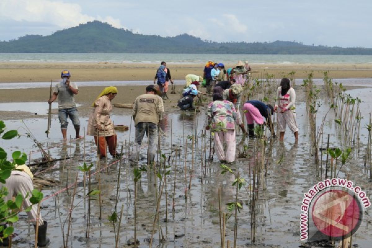 Tanah Laut Miliki 3.000 Hektare Hutan Mangrove