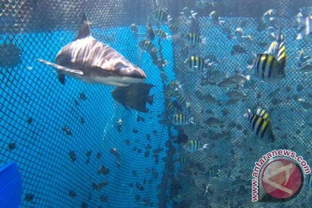 Ketika Banyuwangi Angkat Pasar Ikan dalam Festival