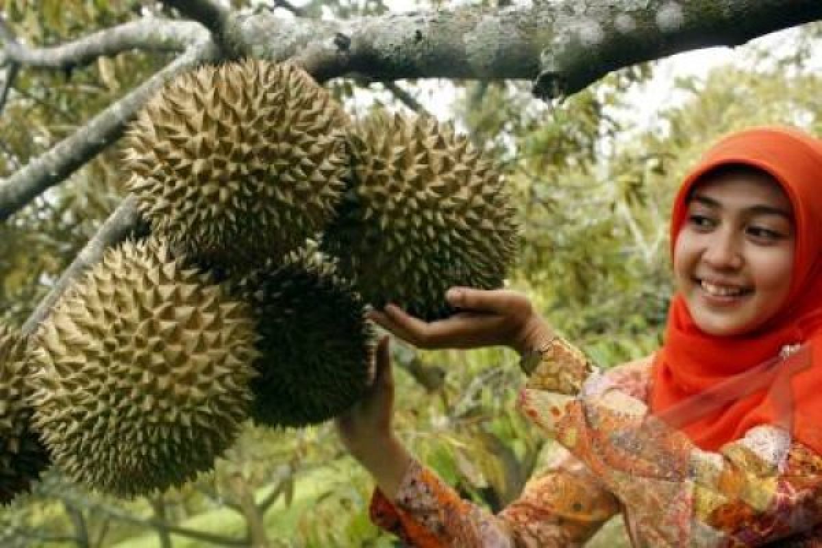 Petani Durian Perangi Praktik Ijon