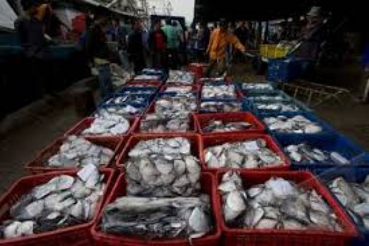 Fishery Product From Pekalongan Exported to Asian Countries