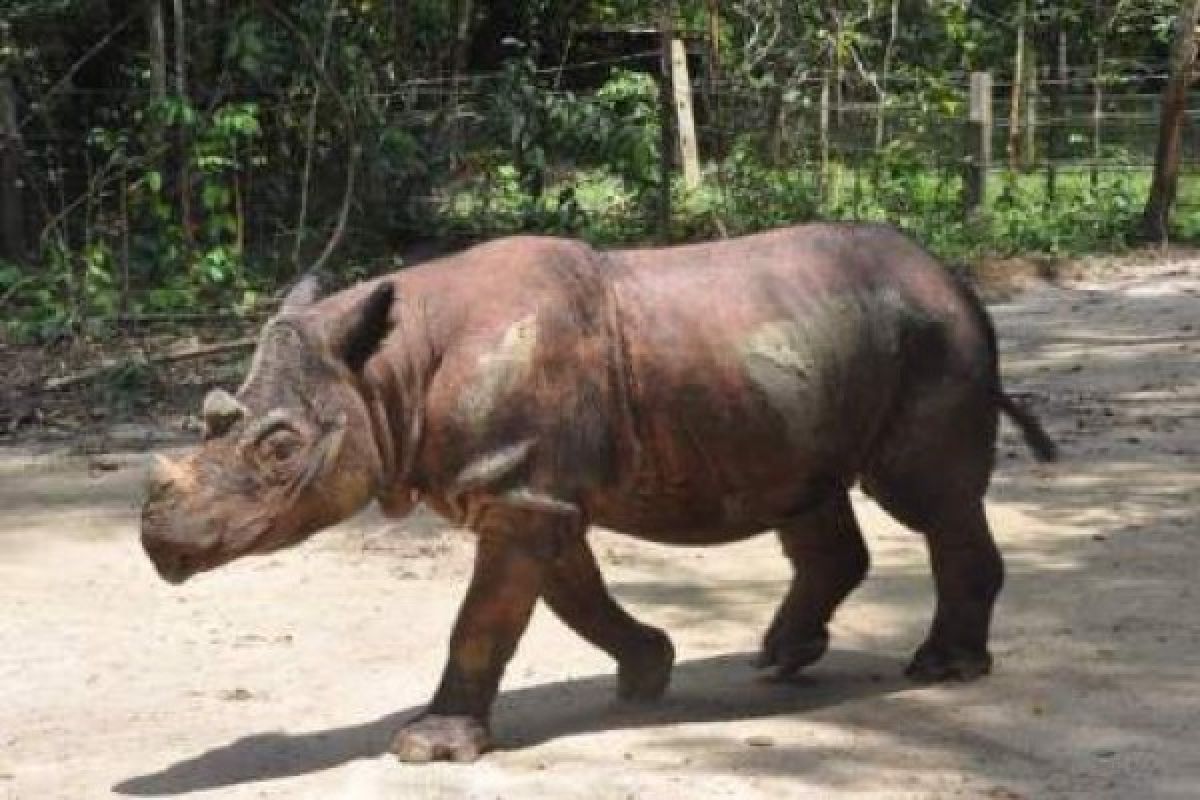 BKSDA pantau pergerakan badak sumatera di Mahakam Ulu