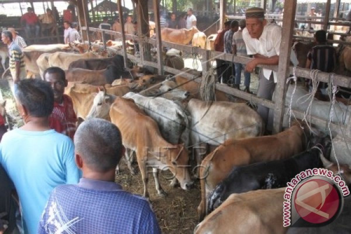 Persediaan sapi cukup hadapi Ramadhan