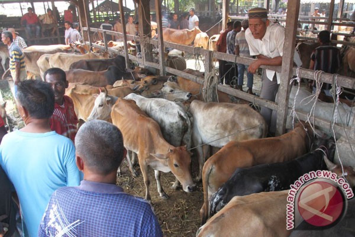 Harga sapi lokal di Banyumas anjlok