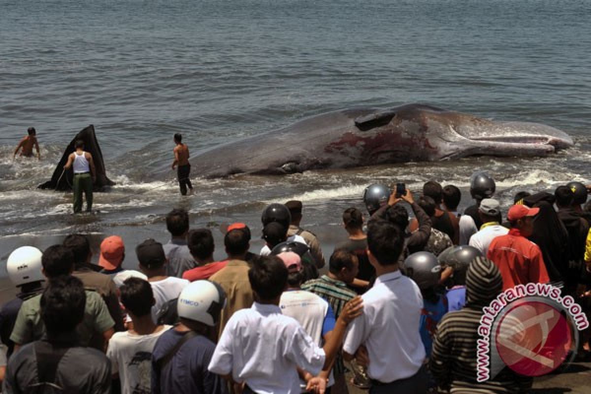 Pembakaran bangkai ikan paus sperma jadi tontonan masyarakat
