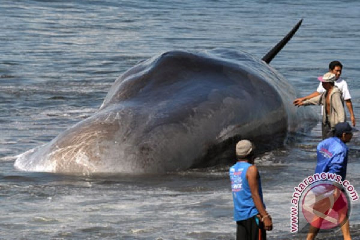 Seekor paus terdampar di pantai Lombok Timur