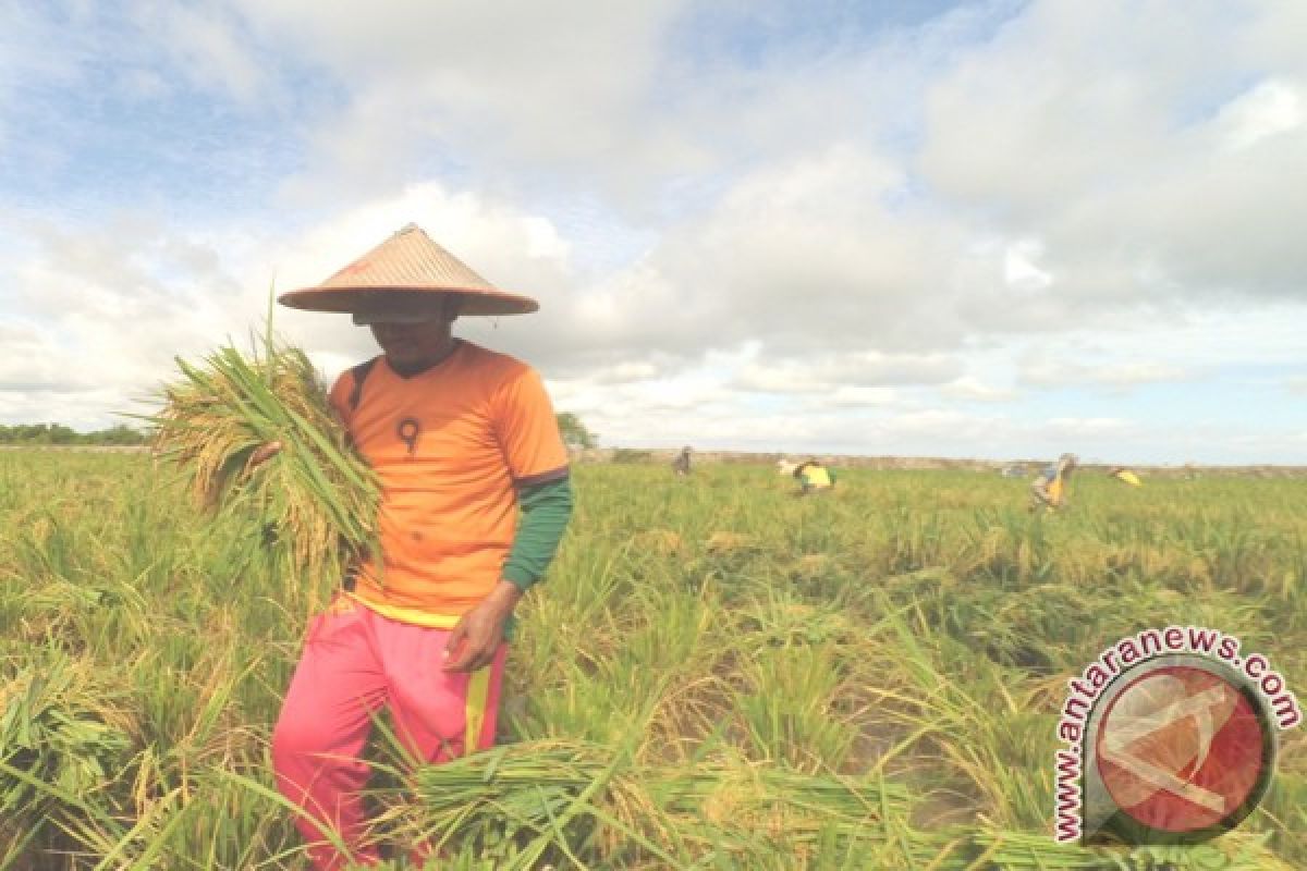  Petani Harapkan Penyesuaian Harga Gabah