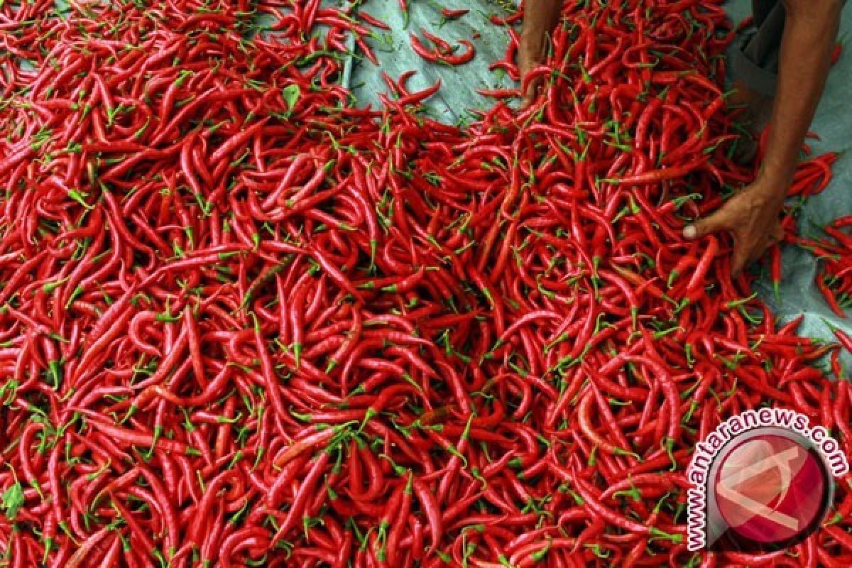 Petani Bangka Tengah keluhkan harga cabai merah jatuh