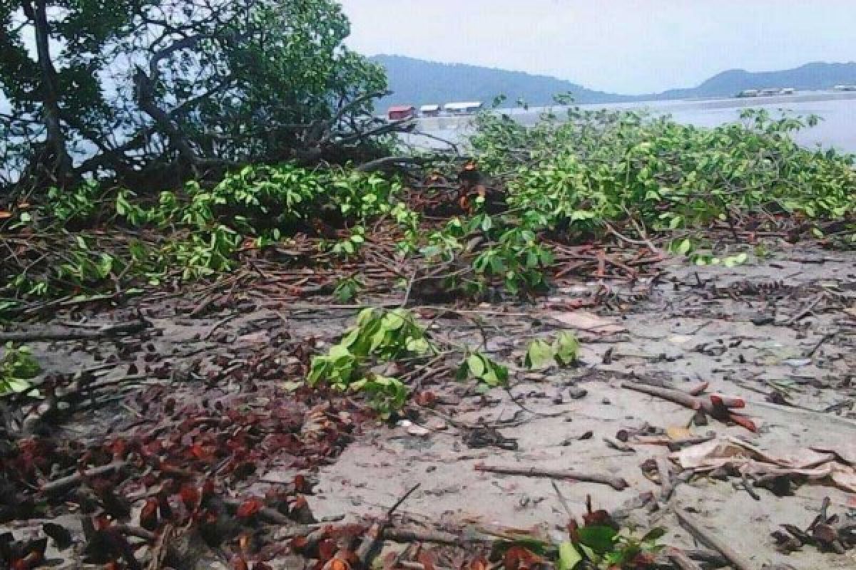 Hutan Bakau Pulau Pahawang Ditebangi