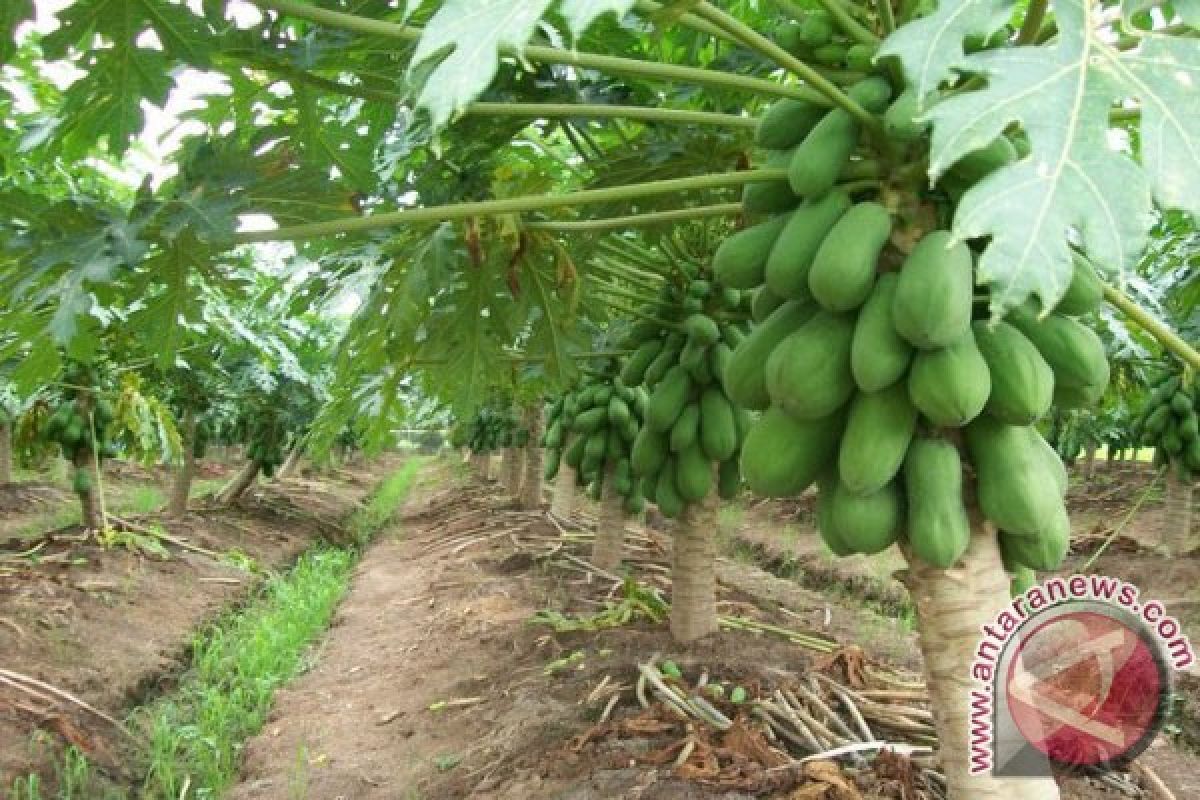 Buah-buahan Seluma jadi produk percontohan