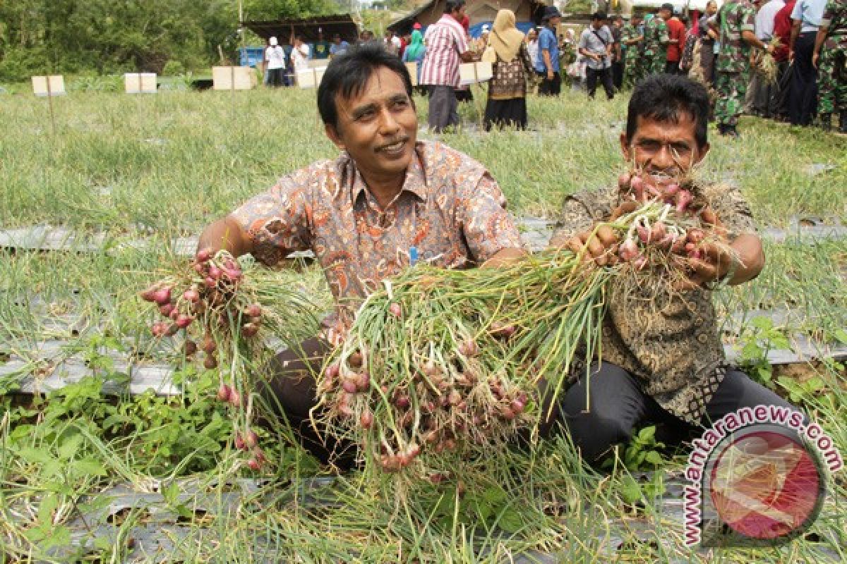 Petani Aceh Besar Panen Bawang Merah