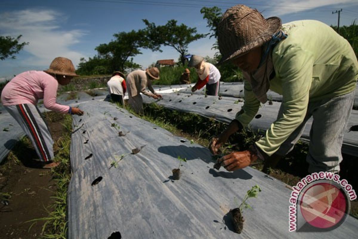 Sumut waspadai bibit cabai bervirus asal China