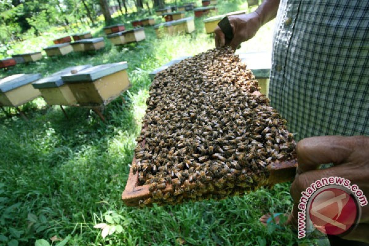 Pemelihara lebah yang bercita-cita tinggi berjuang hidupkan kejayaan Mesir