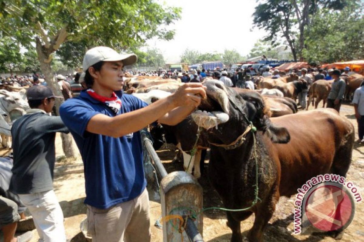 Bojonegoro Berlakukan Sanksi Pidana Penyembelih Sapi Betina 