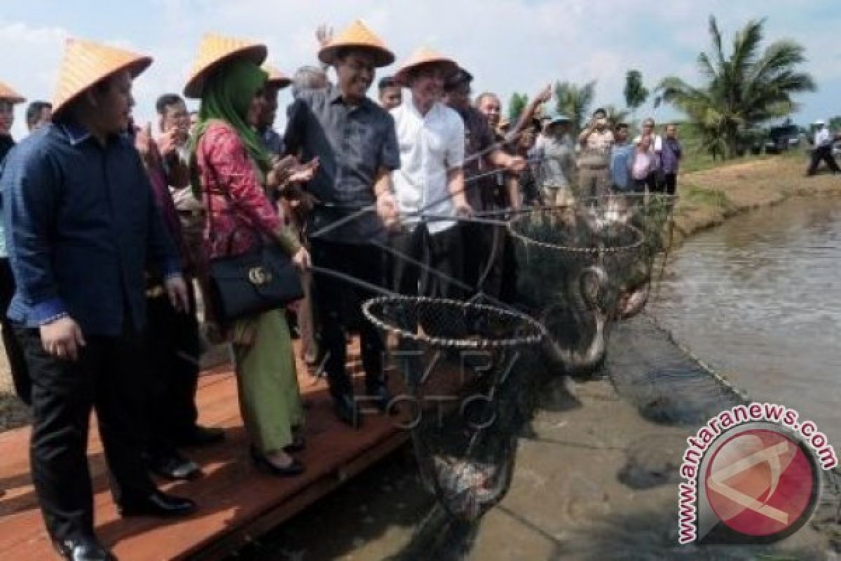 Budidaya jadi mata pencaharian warga Pudak, Kumpeh