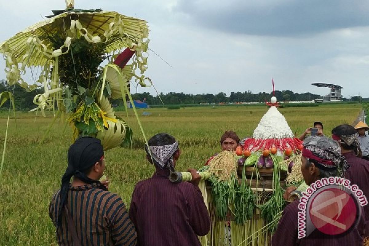 Petani Kulon Progo gelar tradisi wiwit panen 