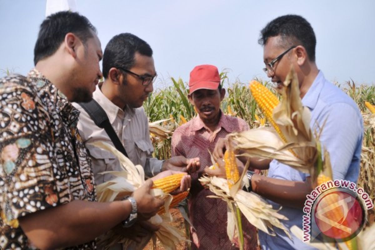 Mosanto Indonesia Beri Pelatihan Petani Gresik