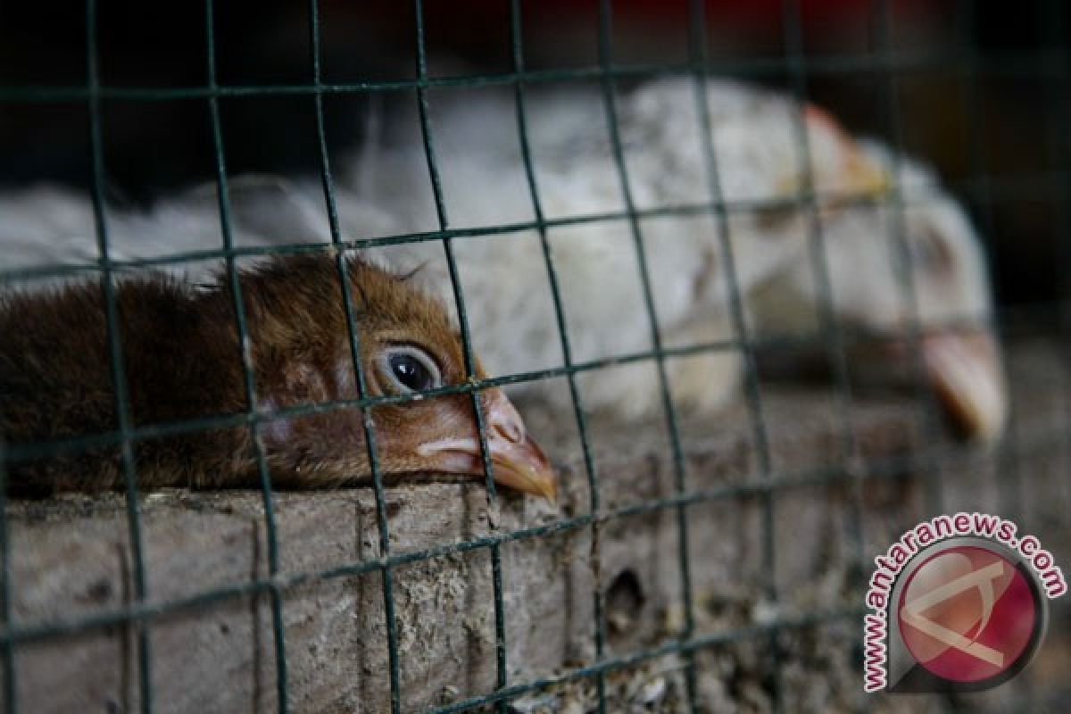 Ribuan unggas di Sukabumi mati mendadak