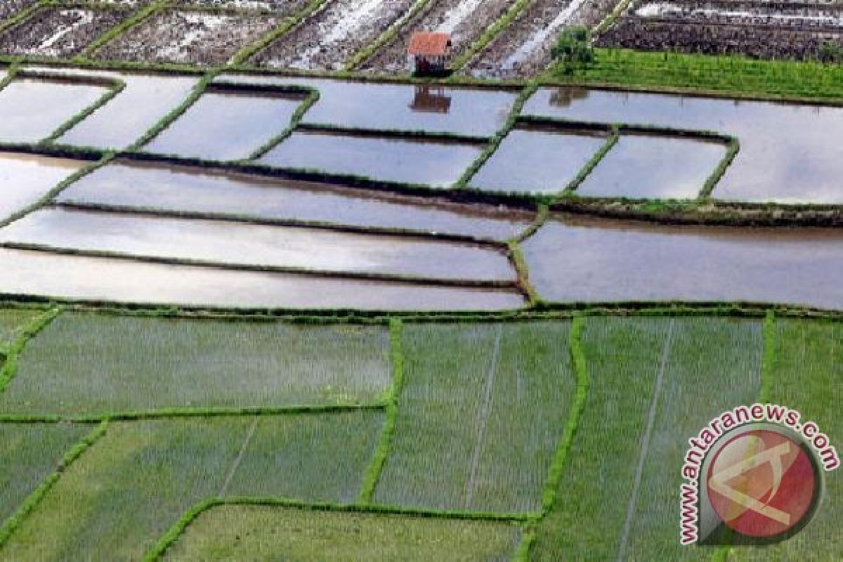 Rencana tanam padi sawah Langkat 80.796 hektare