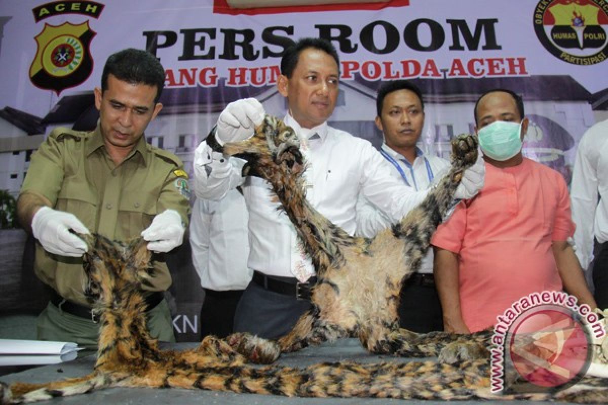 Polisi Tangkap Penjual Kulit Harimau