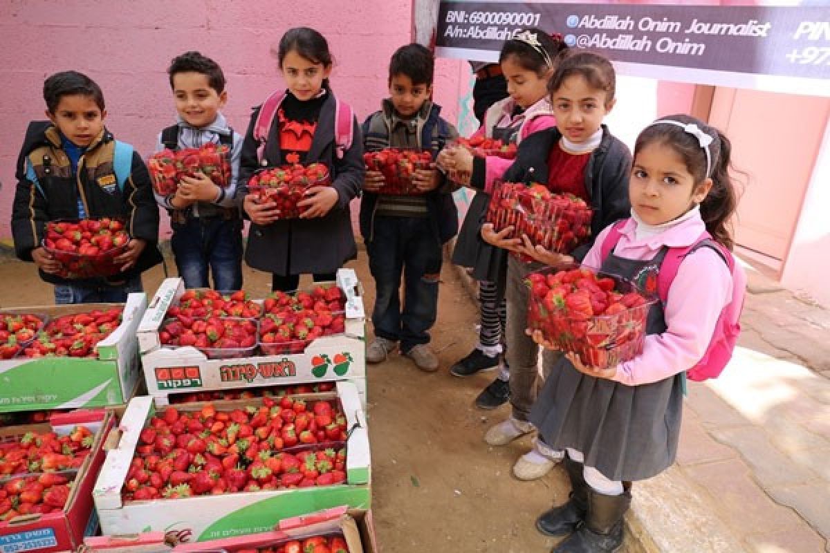 1,5 Ton Stroberi Bantuan Indonesia Untuk Anak Gaza