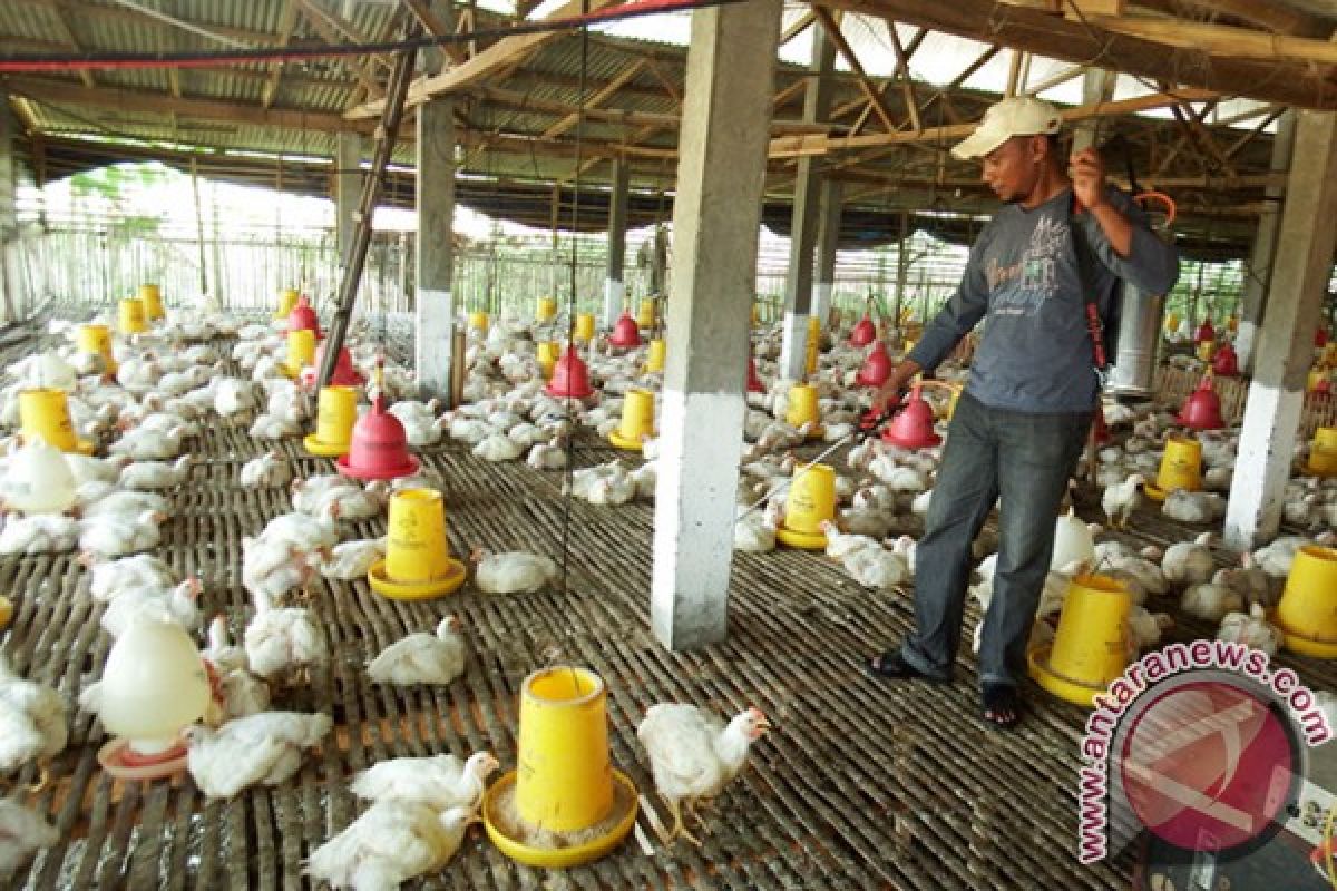 Gubernur Jatim Minta Tim Antisipasi Flu Burung