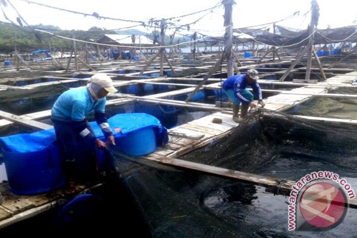 Pembudidaya Lampung Pesan Kerapu Cantik dari Jatim  