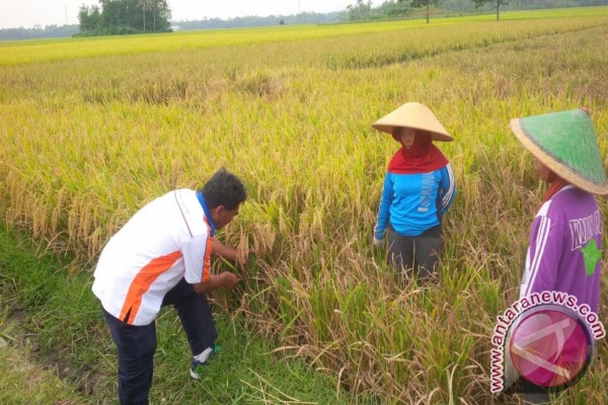 Penyerapan Beras Bulog Jember Masih Rendah