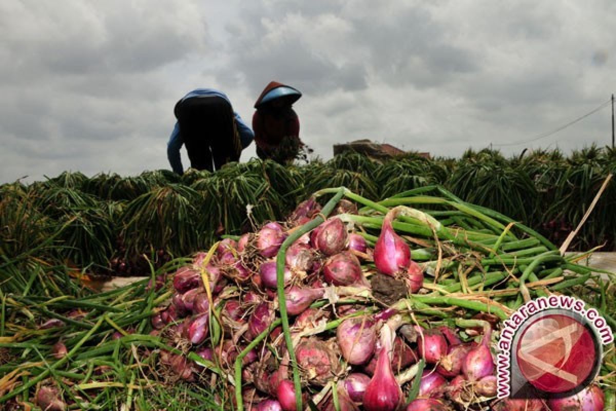 Pemprov Babel Buka Empat Hektare Kebun Bawang